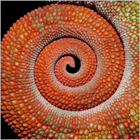 Language of Color at Harvard Museum of Natural History
